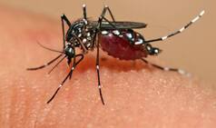 Dengue patient attacks, injures nurses in Kolkata