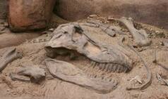 First fossilised dinosaur brain tissue identified