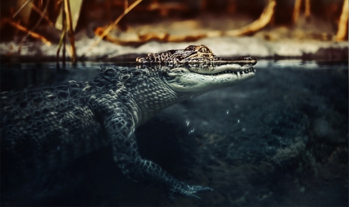 Chilling footage of a crocodile attacking a couple in swimming pool!