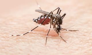 Bengaluru: 47 People Hospitalised Due to Dengue in Last Few Weeks, States Report