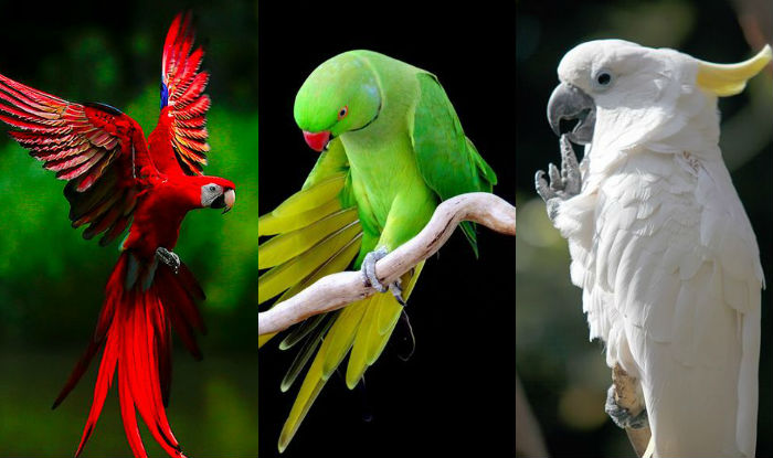 How to catch a cheating husband? Adopt a parrot! 7 times Parrots ...