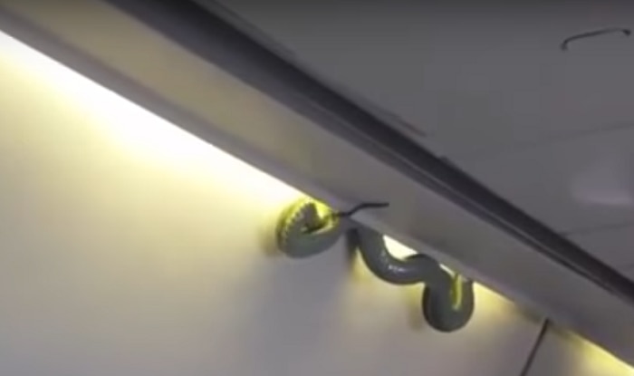 Snake intrudes on Aeromexico flight in Mexico, video goes viral on social media