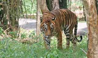 International Tiger Day: MP to Become    Tiger State   , Beating Karnataka