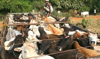 Shun Trading Cattles at Night, Carry Required Documents to Avoid Attacks by Gau Rakshaks: Jamiat