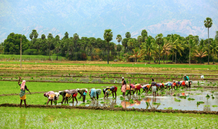 Bhartiya Kisan Union slams demonetisation, says farmers not getting ...