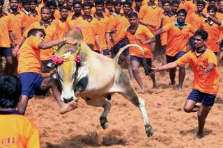 7 Injured in Jallikattu in Tamil Nadu's Madurai
