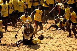 Jallikattu: Tamil Nadu Govt Issues Guidelines for Events; Mandates RT-PCR Test Report For Unvaccinated