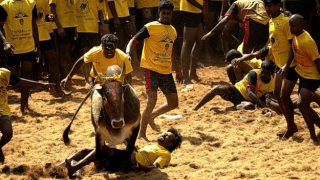 Over 35 Injured As Bull-Taming Sport Jallikattu Kicks off in Tamil Nadu's Madurai
