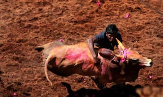 TN: Two Visitors Killed, 40 Bull-tamers Injured in Largest Jallikattu Held at Viralimalai