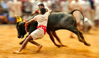 Jallikattu: Spectator Dies of Heart Attack, Over 40 Bull Tamers Injured in Alanganallur