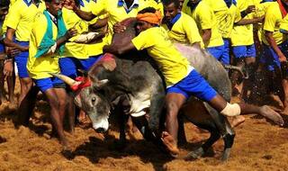 Jallikattu Ordinance cleared by Law Ministry, likely to be issued today