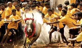 SC Lifts Ban On Bullock Cart Racing After 4 Yrs In Maharashtra; Order To Follow Norms Of Jallikattu