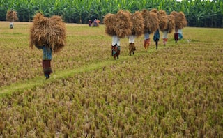 Crop Insurance Scheme Benefits Companies More Than Farmers