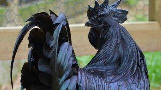 Black Chicken Latest News Videos And Photos On Black Chicken India Com News