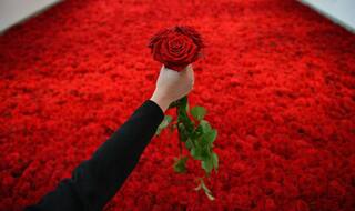 Chinese Rose In Demand Over Indian Rose This Valentines Day