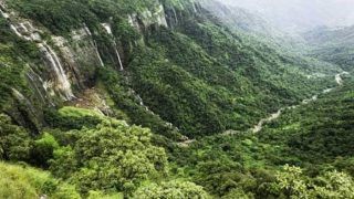 Top 10 Forests of India That Every Nature Lover Must Visit at Least Once