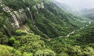 Top 10 Forests of India That Every Nature Lover Must Visit at Least Once
