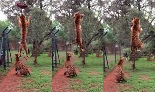Tiger jumps to catch meat, filmed in slow-motion! This big cat jump is most adrenaline-rushing video on the internet