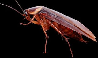 Bizarre: Live cockroach removed from a woman’s skull by doctors at Chennai’s Stanley Medical College and Hospital