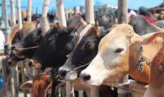'Cow Vigilantism' Returns: Youth Assaulted in Gurugram Over Suspicion of Transporting Beef