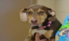 Former shelter dog saves 3-year-old girl in Michigan
