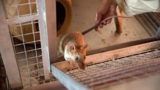 Hantavirus Early Symptoms, Signs to Get Alert: This is How You Can Take Precautions And Prevent Yourself From Deadly Virus