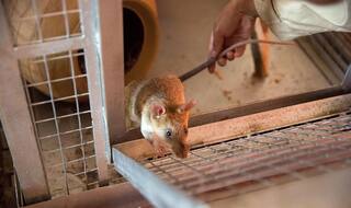 Hantavirus Early Symptoms: This is How You Can Take Precautions And Prevent Yourself From Deadly Virus