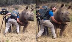 Rhino that walked up to photographer for a belly rub is going viral! (Watch adorable video)