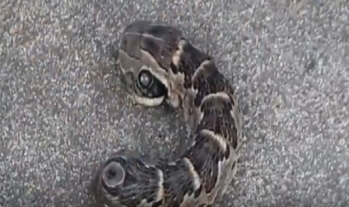 सांप की तरह दिखने वाले इस जीव के पास है, दो सिर और तीन आंखे