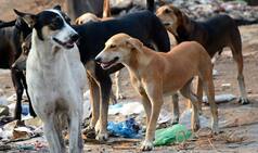 Dogs eat up 70-year-old female patient admitted at Government Hospital Rajgarh in Madhya Pradesh