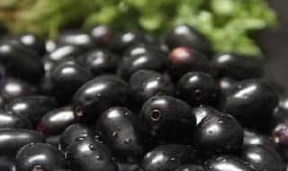 IIT Roorkee students create cheap solar cell using jamun
