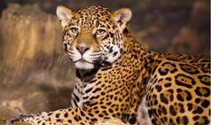 In 6 Hours, Leopard Kills, Eats Two Children in Madhya Pradesh