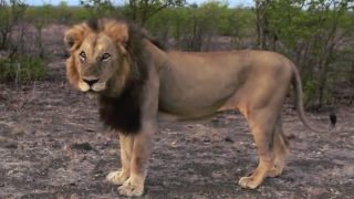 Lion roars back to teach an annoying traveler that you DO NOT mess with the King of Jungle! (Watch Video)