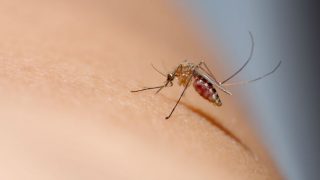 डेंगू, चिकनगुनिया और मलेरिया ही नहीं ये भयंकर बीमारी भी फैलाते हैं मच्छर