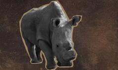 Last male northern white rhino Sudan joins dating app Tinder; would you swipe right?