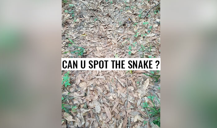 Can you Spot the Snake? Picture of hidden snake is taking the world by ...