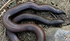 Boa snake Seized in Mumbai Again: Why are sand boas in demand & one of the costliest reptiles in the black market?