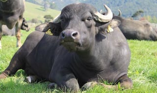 What??!! Maharashtra Man Celebrates Buffalo's Birthday, Case Filed. Here's Why