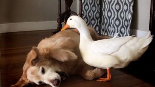 This dog and duck have become the best of friends and are in a 'love-hate' relationship (Watch cute Video) This dog and duck have become the best of friends and are in a 'love-hate' relationship (Watch cute Video)