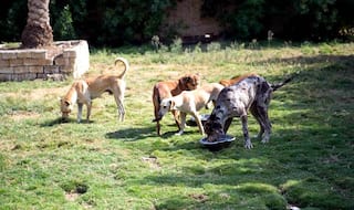 Army Major kills 3 dogs, injuries 2; animal activist files FIR
