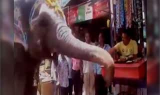 Jumbo the elephant from Madhya Pradesh walks to betel shop everyday to eat paan (Watch Video)