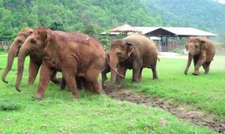Wild elephants kill two Rohingya refugees in Bangladesh