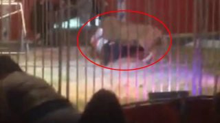 Lion attacks keeper in France zoo, as parents take horrified children away (Watch Video) Lion attacks keeper in France zoo, as parents take horrified children away (Watch Video)