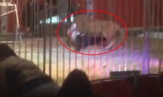 Lion attacks keeper in France zoo, as parents take horrified children away (Watch Video)