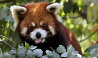 Satellite  Detects 'Exciting Data' After Fitting GPS Collars to Endangered Red Pandas Near Mt Kangchenjunga