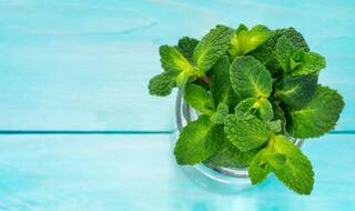 How Pudina Can be Your Beauty Arsenal