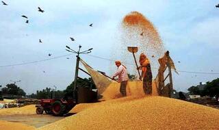 पिछले साल से 7 फीसदी ज्यादा गेहूं उत्पादन का अनुमान : IIWBR