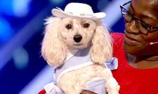 This contestant from America's Got Talent Season 12 is a dog who can count (Watch Video)