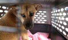 Planning a vacation to Bali? Beach city tourists unknowingly fed dog meat in the pretext of chicken (Watch Video)