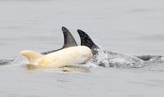 Rare albino baby dolphin spotted off California Coast, internet is in love with the stunning pictures